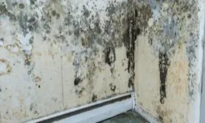 Mold and Mildew Duct Cleaning Services