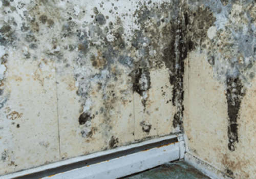 mold and mildev cleaning